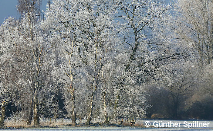 Sachsenwald in Deutschland