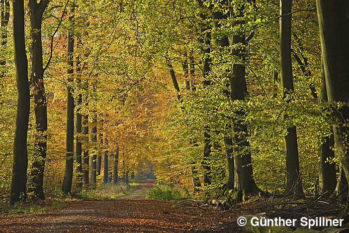 Sachsenwald in Deutschland