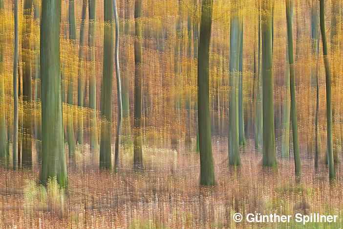 Sachsenwald in Deutschland