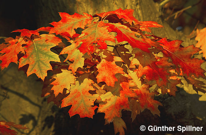 Eichenblätter, Quercus