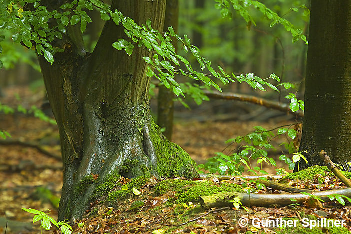 Sachsenwald in Germany