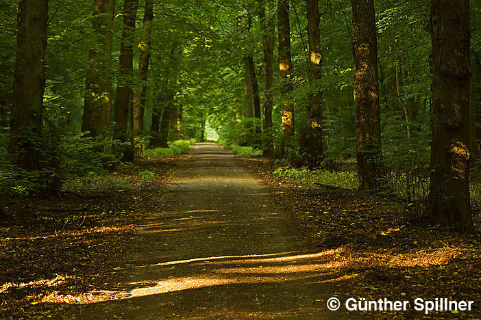 Sachsenwald in Deutschland