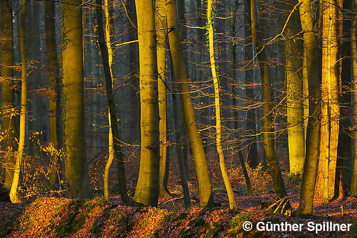 Sachsenwald in Deutschland