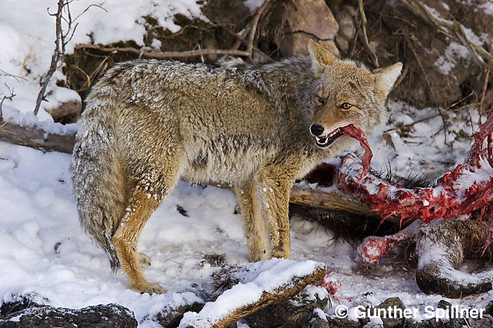 Kojote, Lamar-Valley, Yellowstone Nationalpark, Canis latrans