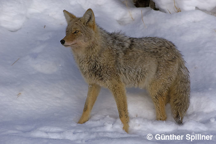 Coyote, Canis latrans