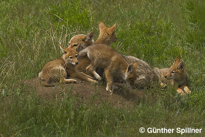 Kojote, Canis latrans