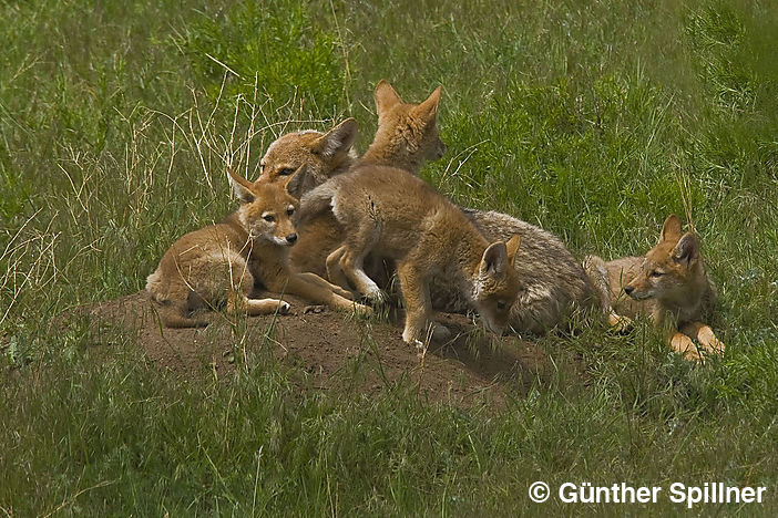 Kojote, Canis latrans