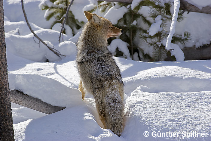 Kojote, Canis latrans