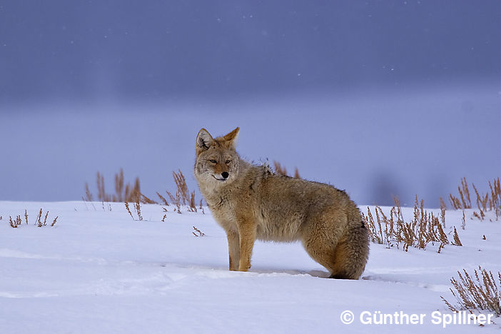Kojote, Canis latrans