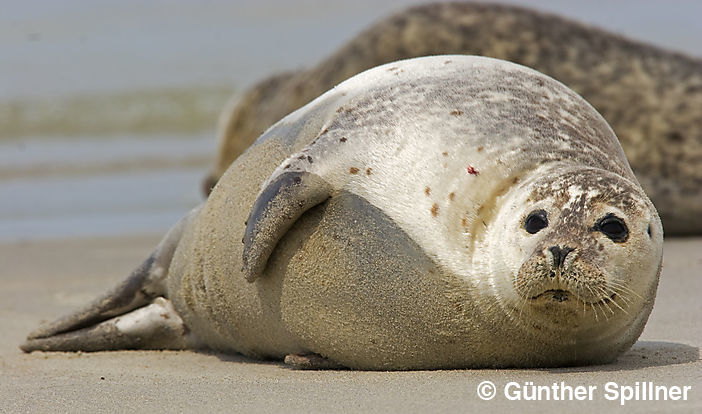 Seehund, Phoca vitulina