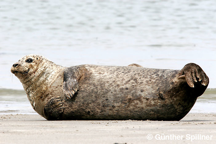 Seehund, Phoca vitulina