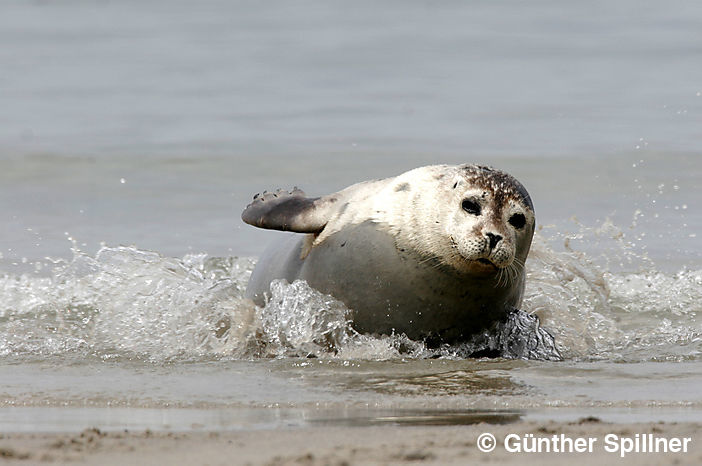 Seehund, Phoca vitulina