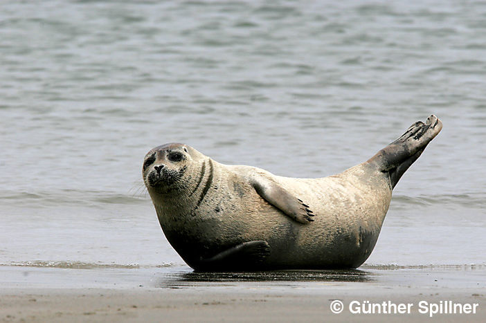 Seehund, Phoca vitulina