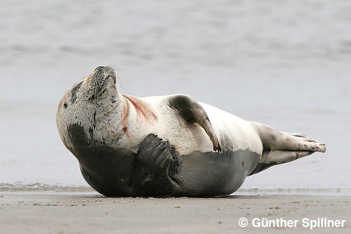 Seehund, Phoca vitulina