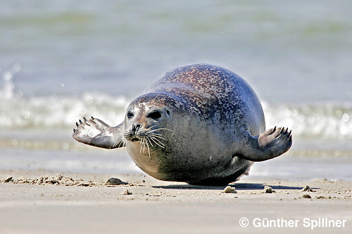 Seehund, Phoca vitulina