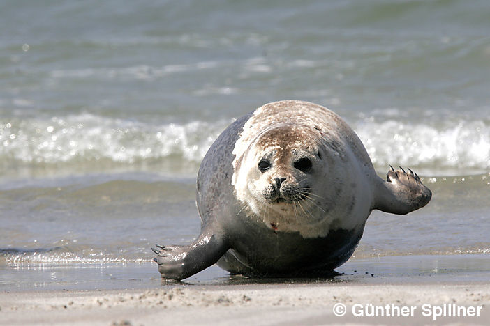 Seehund, Phoca vitulina