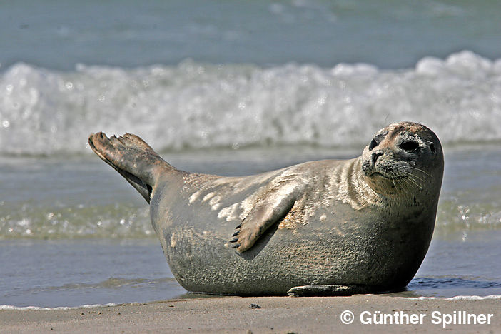 Seehund, Phoca vitulina