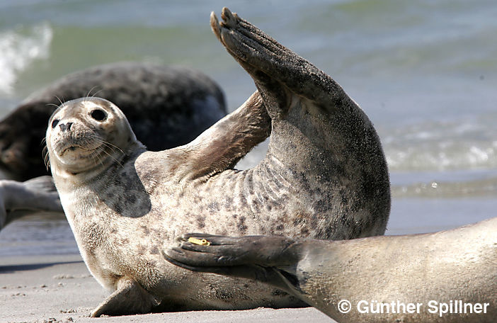 Seehund, Phoca vitulina