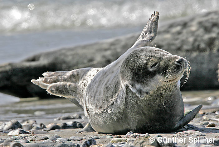 Seehund, Phoca vitulina
