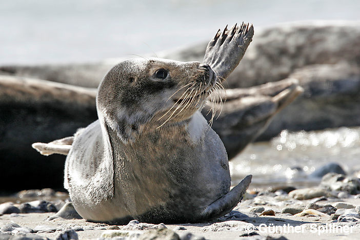 Seehund, Phoca vitulina