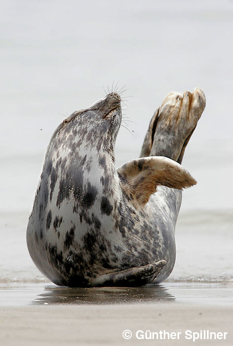 Seehund, Phoca vitulina