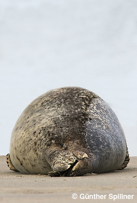 Harbor seal, Phoca vitulina