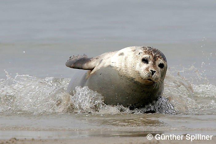 Seehund, Phoca vitulina