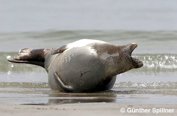 Seehund, Phoca vitulina