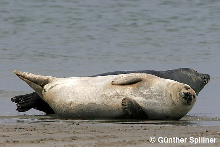 Seehund, Phoca vitulina