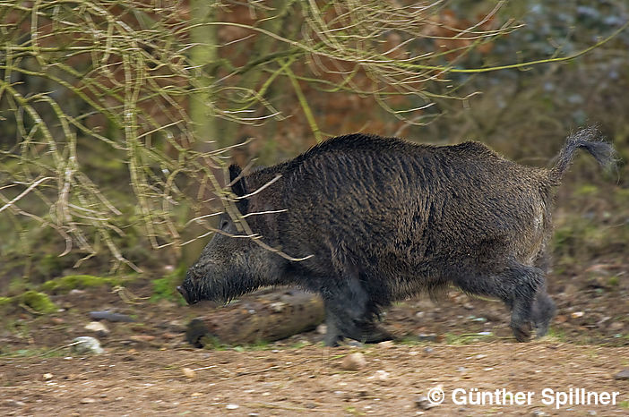 Wildschwein, Sus scrofa