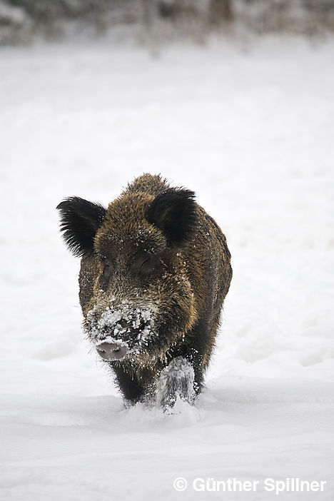 Wildschwein, Sus scrofa