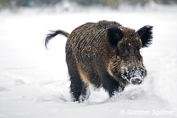 Alter Keiler, Sus scrofa
