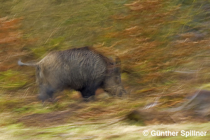 Wildschwein, Sus scrofa
