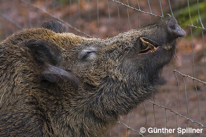 Wildschwein, Sus scrofa