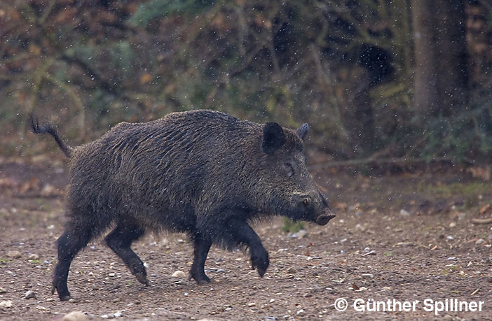 Wildschwein Keiler, Sus scrofa