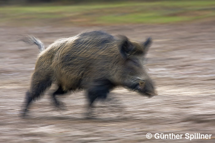 Wildschwein, Sus scrofa