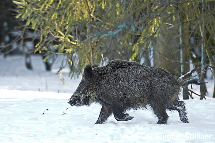 Wildschwein, Sus scrofa