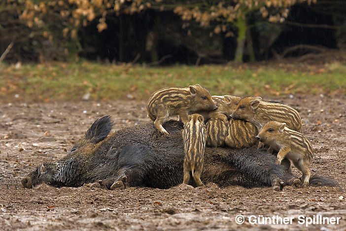 Wildschwein, Sus scrofa