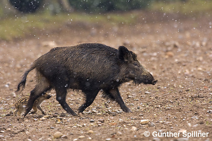 Wildschwein, Sus scrofa
