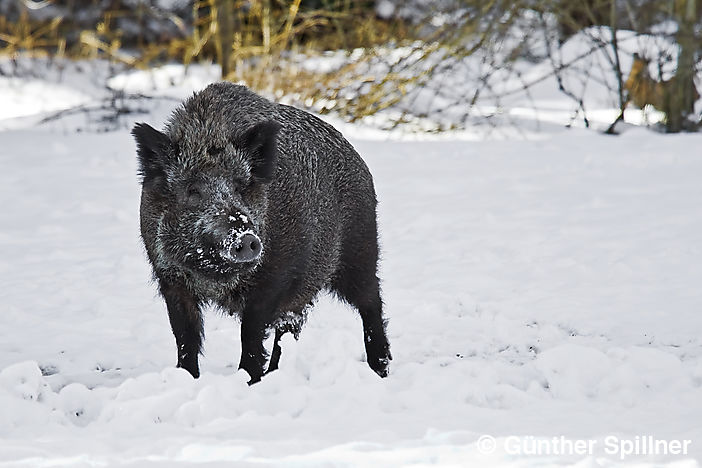 Wildschwein, Sus scrofa