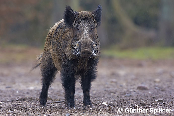 Kapitales Hauptschwein, Sus scrofa