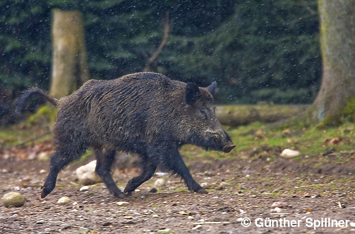 Wildschwein Keiler, Sus scrofa