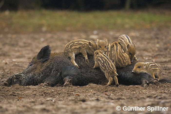 Keiler mit Frischlingen, Sus scrofa