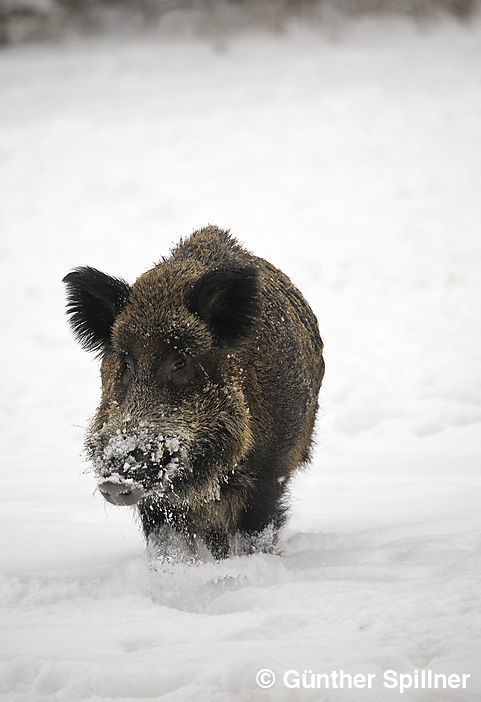 Wildschwein, Sus scrofa