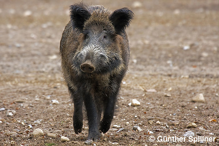 Neugieriger Überläufer, Sus scrofa