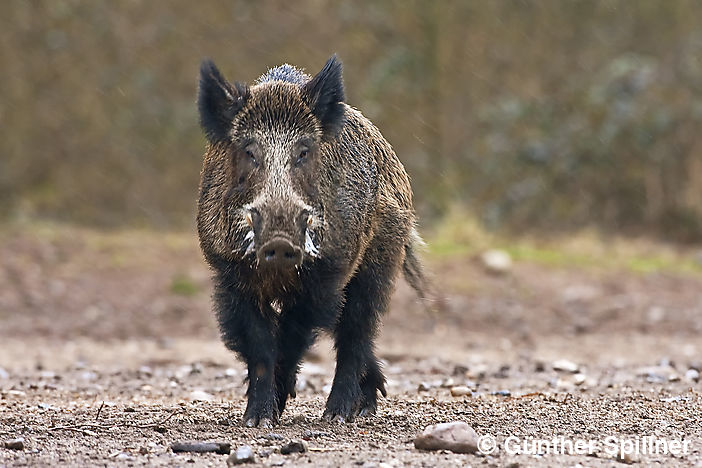 Rauchiger Keiler, Sus scrofa