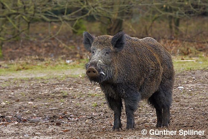 Wildschwein, Sus scrofa