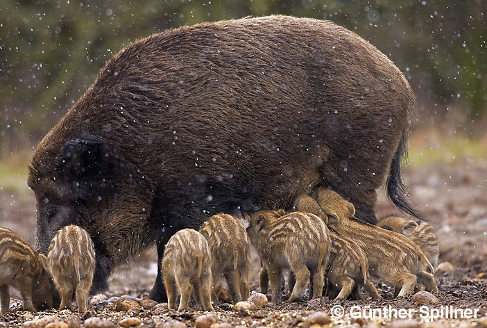 Wildschwein, Sus scrofa