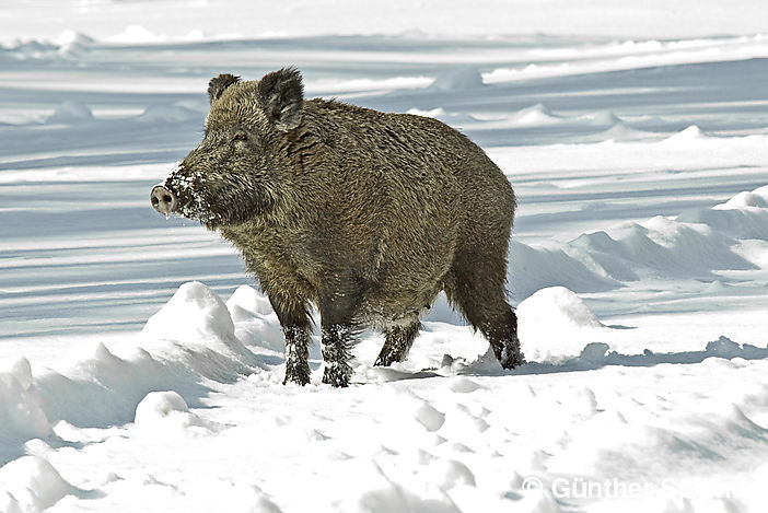 Trächtige Bache im Schnee, Sus scrofa