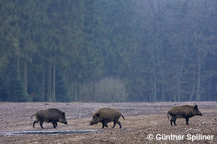 Überläufer, Sus scrofa